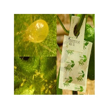 Swirskimite ácaros beneficiosos