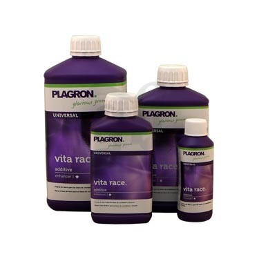 Vita Race cannabis plant