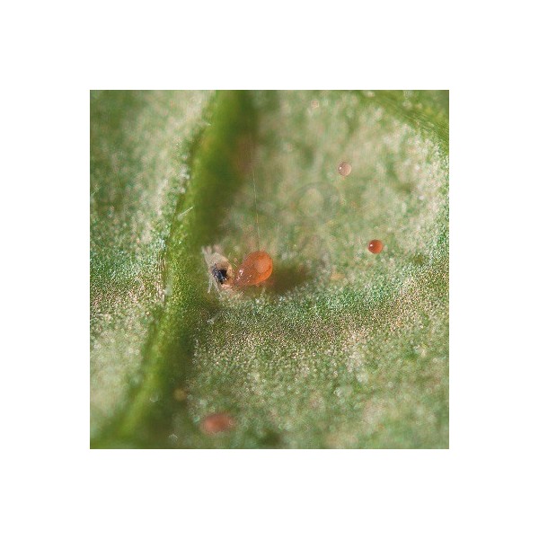 Spical Plus (Neoseiulus Californicus)