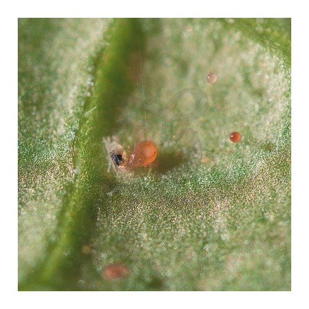 Spical Plus (Neoseiulus Californicus) Spical Plus (Neoseiulus Californicus)