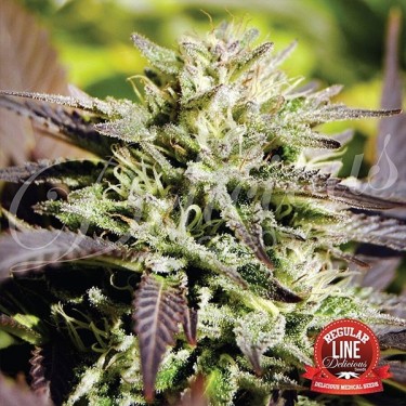 Caramelo regular planta de marihuana