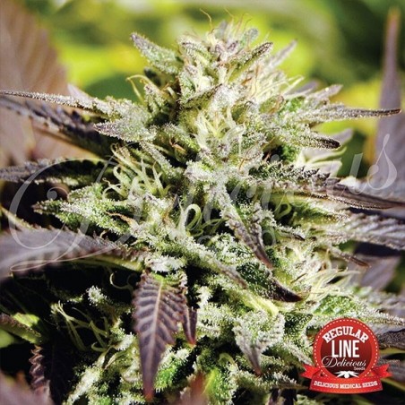 Caramelo regular planta de marihuana Caramelo regular planta de marihuana