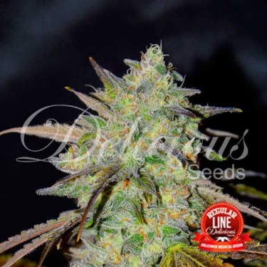 Marmalate regular planta de marihuana