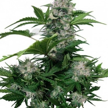 White Dwarf regular planta de marihuana