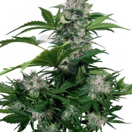 White Dwarf regular planta de marihuana White Dwarf regular planta de marihuana