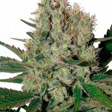 Syrup Regular planta de marihuana