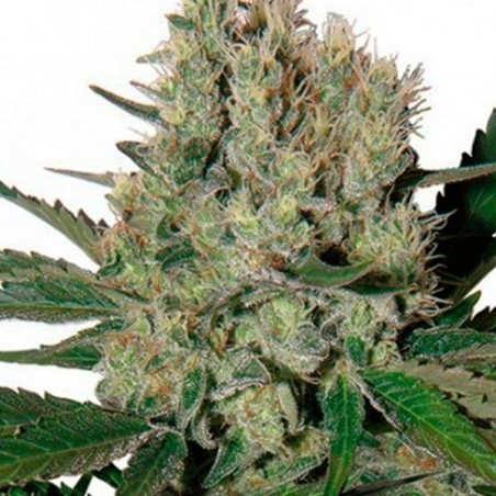 Syrup Regular planta de marihuana Syrup Regular planta de marihuana