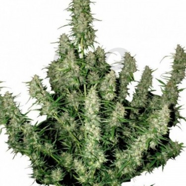Magnum Regular planta de marihuana