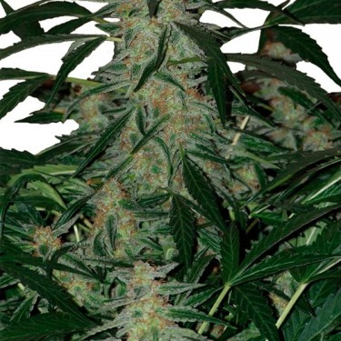 plante Deimos autofloraison