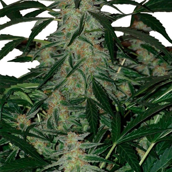 Deimos Regular cannabis plant