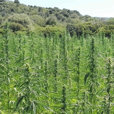 KC Dora plantas de cáñamo