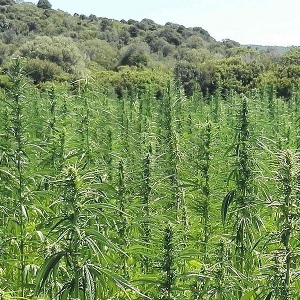 KC Dora plantas de cáñamo