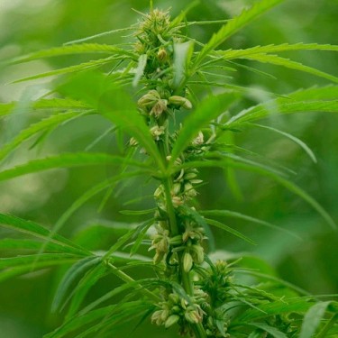 Santhica 70 planta de cáñamo