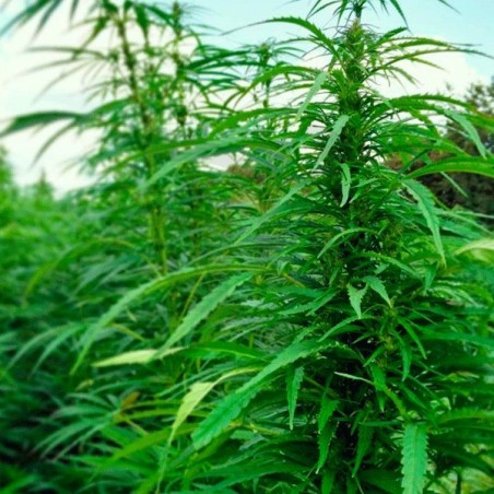 Planta de cânhamo Felina 32