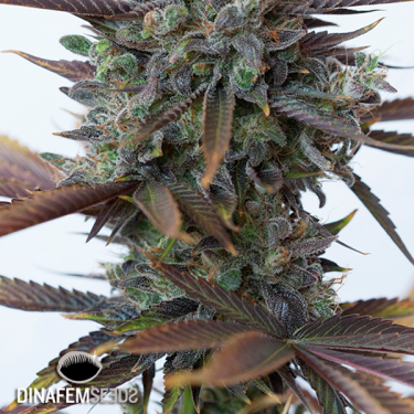 Purple Orange CBD planta de marihuana