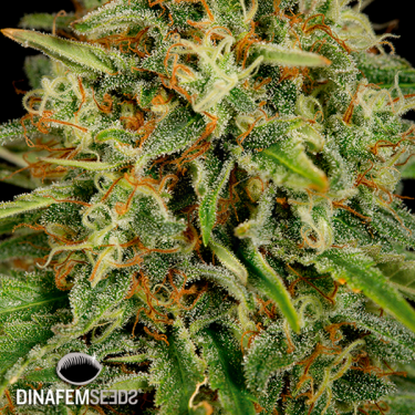 Strawberry Amnesia planta de marihuana
