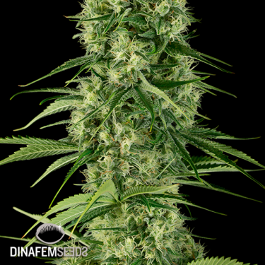 Santa Sativa planta de marihuana