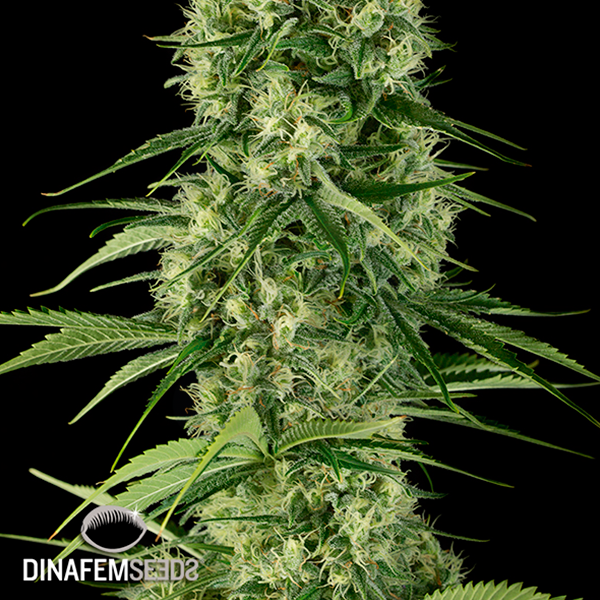 Santa Sativa planta de marihuana