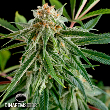 Royale Haze planta de marihuana
