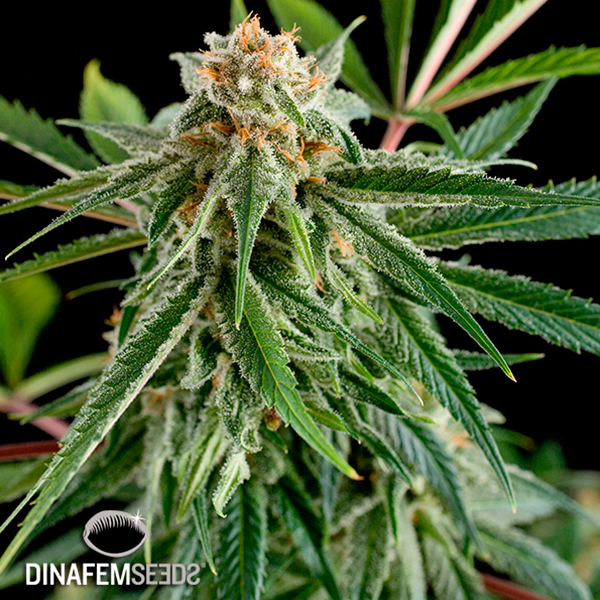 Royale Haze planta de marihuana