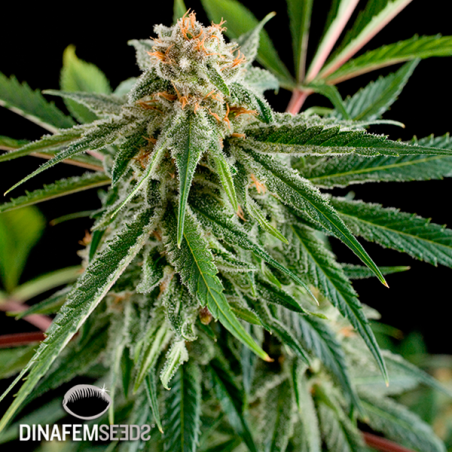 Royale Haze cannabis plant Royale Haze cannabis plant