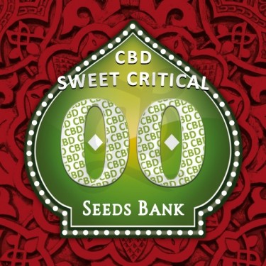 Sweet Critical CBD planta de marihuana