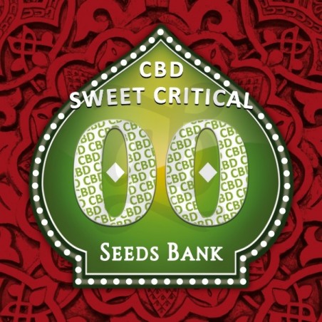 Sweet Critical CBD planta de marihuana Sweet Critical CBD planta de marihuana