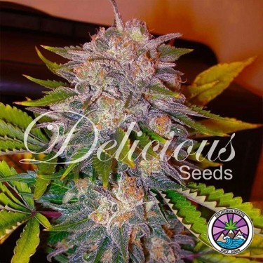 Caramelo cannabis plant