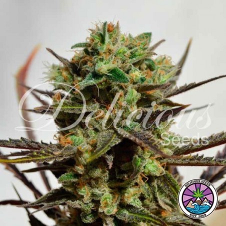 Delicious Candy planta de marihuana Delicious Candy planta de marihuana