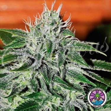 Critical Jack Herer cannabis plant