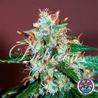 Critical Neville Haze cannabis plant