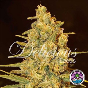 Sensação crítica Planta de maconha estrela