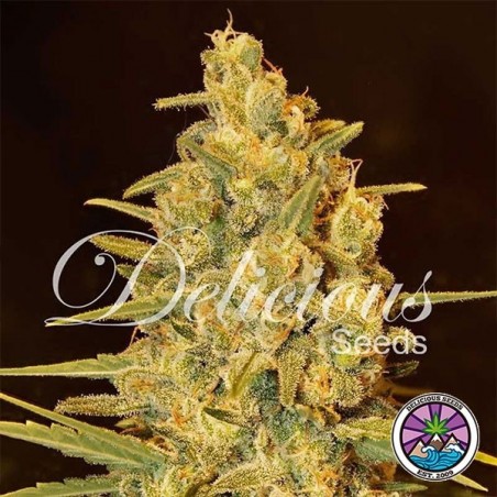 Critical Sensi Star