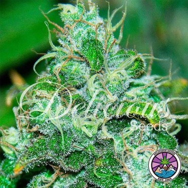 Fruity Chronic Juice planta de marihuana