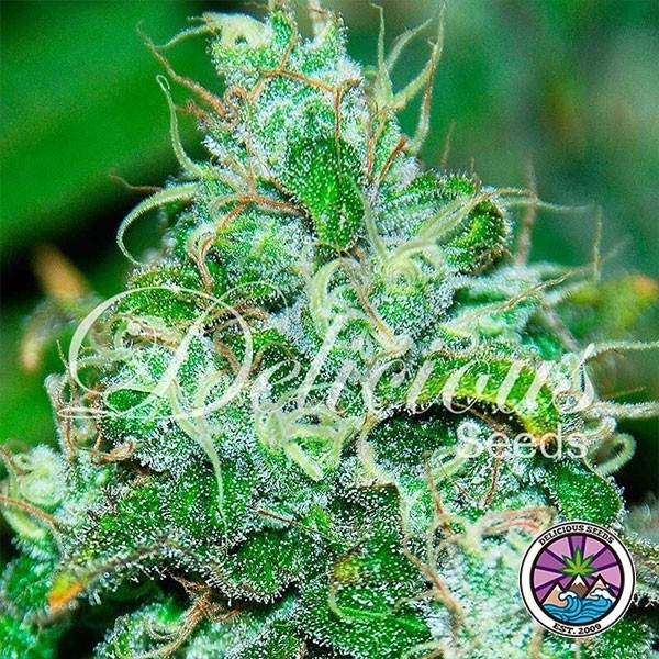 Fruity Chronic Juice planta de marihuana