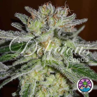 Northern Light Blue cannabis plant