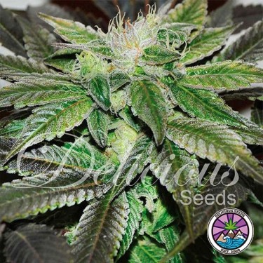 Sugar Candy planta de marihuana