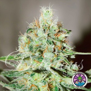 Jägg Kush Cannabis Plant