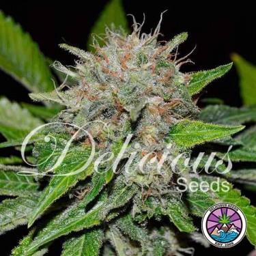 Planta de maconha Mandarine profunda