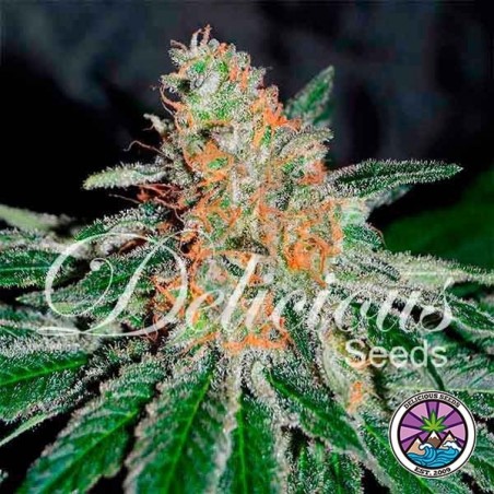 CBD Jam Cannabis Plant CBD Jam Cannabis Plant
