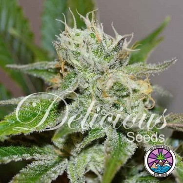 Original Juan Herer Cannabis Plant