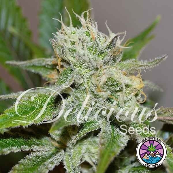 Original Juan Herer planta de marihuana