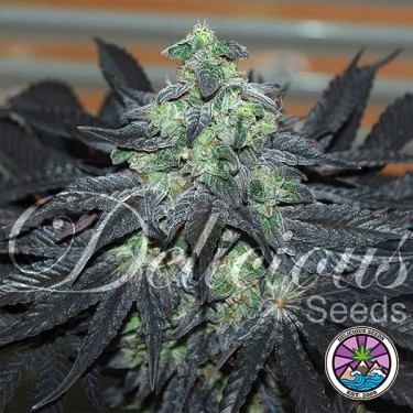 Golosa planta de marihuana