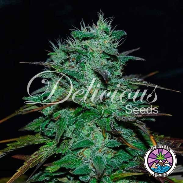 Chocobang Marijuana Plant