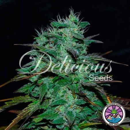Chocobang Marijuana Plant Chocobang Marijuana Plant