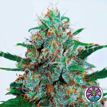 Critical Neville Haze Auto planta de marihuana