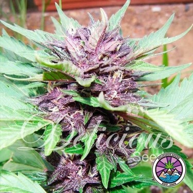 Auto Dark Purple planta de marihuana
