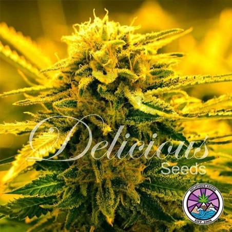 Sugar Black Rose Auto planta de marihuana Sugar Black Rose Auto planta de marihuana