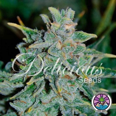 Northern Light Blue Auto planta de marihuana