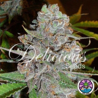La Diva Auto planta de marihuana